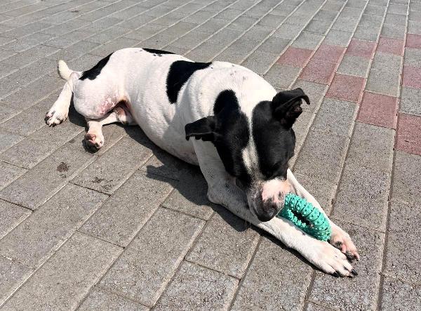 BLACK GENTILCANE Foto 10